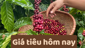 Giá tiêu hôm nay 21/6/2025: Tiếp tục rớt giá mạnh