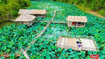 Đầm sen khoe sắc giữa núi rừng