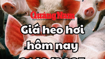 Giá heo hơi hôm nay 21/6/2025: Lặng sóng trên cả nước