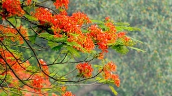 Thơ tình cho mùa hạ