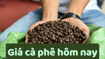 Giá cà phê hôm nay 21/6/2025: Rớt giá bất thường?