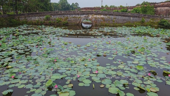 ផ្កាឈូករីក ធ្វើឱ្យទីក្រុង Hue ស្រស់ស្អាត