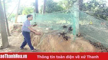 Chàng kỹ sư mỏ về quê khai phá vùng đồi