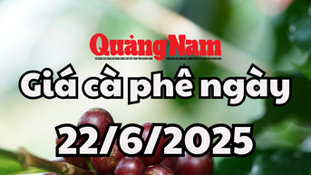 Tin tức, dự báo giá cà phê ngày mai 22/6/2025 chững giá đợi phục hồi