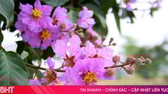 Họp lớp: Tím là để mộng mơ!
