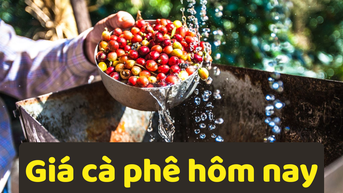 Giá cà phê hôm nay 22/6/2025: Tiếp tục giảm mạnh