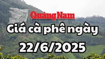 Giá cà phê hôm nay 22/6/2025 ổn định ở mức 95,500 đến 96,000 đồng/kg