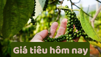 Giá tiêu hôm nay 22/6/2025: Đi ngang cuối tuần