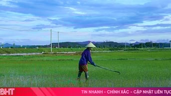 Khi cây lúa lên xanh