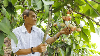 Thu nhập khá từ mô hình trồng mận hồng đào đá