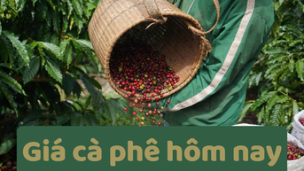 Giá cà phê hôm nay 23/6/2025: Mất mốc 100.000 đồng/kg