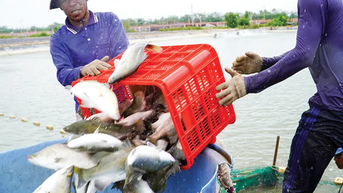 “Vua” cá chẽm miền Tây xuất khẩu nghìn tấn