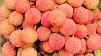 Vì sao quả vải chín quá, nứt nẻ không nên ăn mà phải vứt đi?