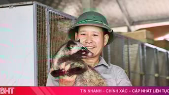 Liên kết nuôi chồn hương giúp người dân Đức Thọ nâng cao thu nhập