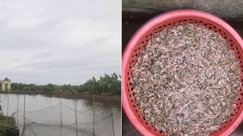 Chủ đầm giăng lưới bắt con nhiều người sợ nhưng là đặc sản đắt tiền, ăn ngon