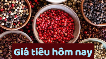 Giá tiêu hôm nay 23/6/2025: Mức thấp nhất trong 1 năm qua