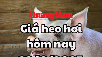Giá heo hơi hôm nay 23/6/2025: Chuỗi 2 ngày lặng sóng trên cả nước