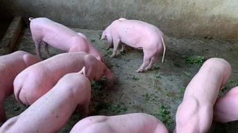 Giá heo hơi hôm nay 23/6: Dao động trong khoảng 68.000 – 73.000...