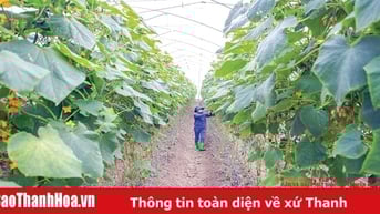 Bảo vệ cây trồng trong mùa nắng nóng
