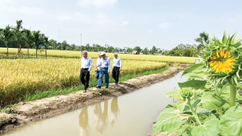 Cơm gạo thắt lại những mối dây