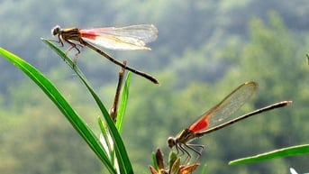Vườn hạ