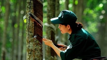 Giá cao su hôm nay 24/6: Thị trường ảm đạm