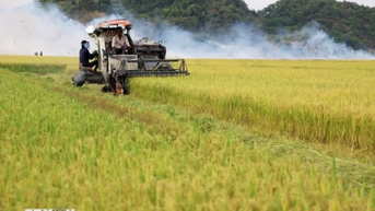 UNDP đồng hành cùng Việt Nam xây dựng hệ thống lương thực, thực phẩm bền vững