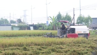 Bắc Giang: Tập trung thu hoạch vụ chiêm xuân, triển khai sản xuất vụ mùa