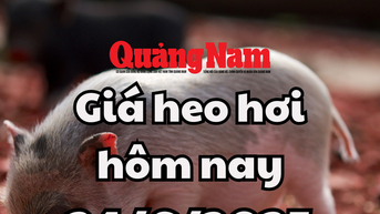 Giá heo hơi hôm nay 24/6/2025: Miền Trung và miền Nam phá vỡ đáy