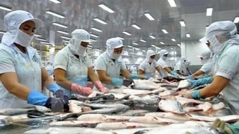 Hoa Kỳ kết luận thuế chống bán phá giá cá tra - basa phi lê đông lạnh Việt Nam