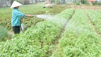 Những mùa rau gia vị trên cát trắng Quỳnh Lưu