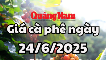 Giá cà phê hôm nay 24/6/2025 đang tìm lại thế cân bằng trên thị trường