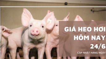Giá heo hơi hôm nay 24/6: Miền Nam và miền Trung giảm nhẹ,...