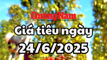 Giá tiêu hôm nay 24/6/2025 đa số các tỉnh đang giữ giá ở mức cao