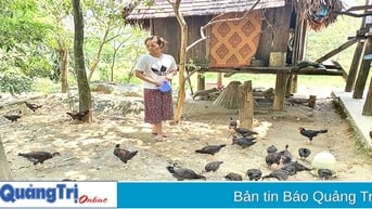 Hiệu quả mô hình chăn nuôi gà bản an toàn sinh học tại khu vực Bắc Hướng Hóa