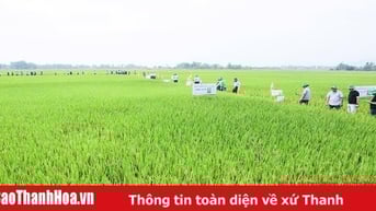 Hiệu quả sản xuất lúa lai 3 dòng chất lượng cao
