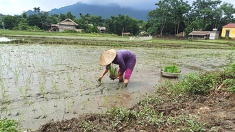 Lục Yên tập trung sản xuất lúa mùa sớm
