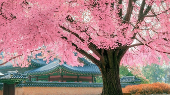 서울에서 가장 인기 있는 벚꽃놀이 명소