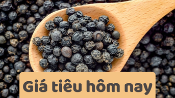 Giá tiêu hôm nay 24/6/2025: Dự báo giảm tiếp trong tuần