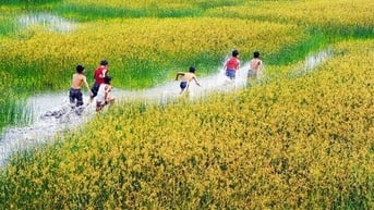 Những ngày hè thú vị