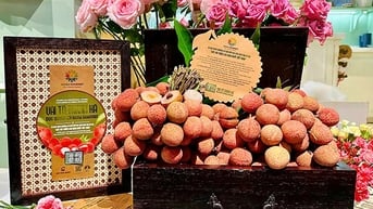 Độc quyền di sản vải tổ Thanh Hà tại Mena Gourmet