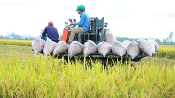 Giá lúa gạo hôm nay 25/6: Biến động nhẹ, thị trường giao dịch trầm lắng
