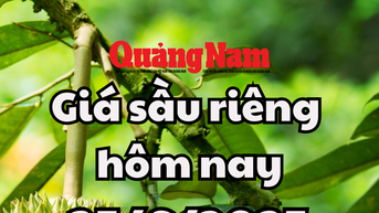 Giá sầu riêng hôm nay 25/6/2025: Ri6 "hạ giá", Thái VIP vung tay đội giá cao