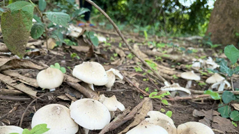 រដូវបរបាញ់ផ្សិត