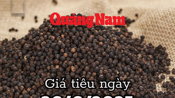 Tin tức, dự báo giá tiêu ngày mai 26/6/2025 cú hích lớn chưa có để đẩy giá tăng mạnh