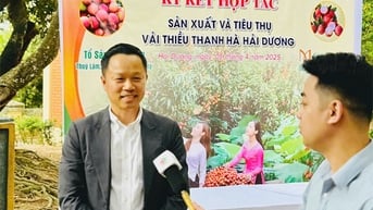 Hành trình đặc biệt của Vải tổ Thanh Hà về với Mena Gourmet