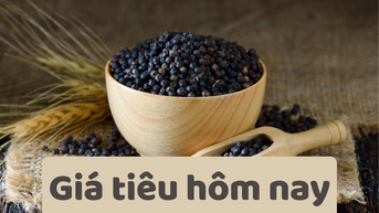 Giá tiêu hôm nay 25/6/2025: Giữ giá mức thấp