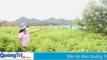 Toàn tỉnh đã trồng tập trung được 326 ha dược liệu