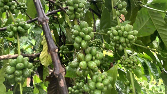 Tin vui, giá cà phê ngày 25-6 tăng mạnh từ 3.000 đồng/kg