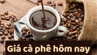 Giá cà phê hôm nay 25/6/2025: Tăng mạnh trở lại